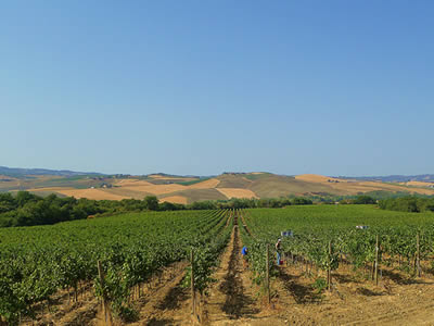 Vigneto Pian di Vittino